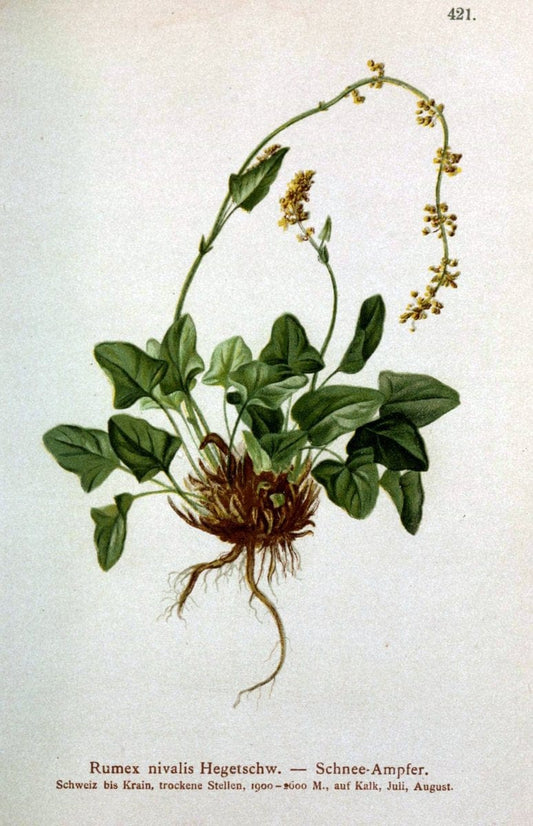 Atlas der Alpenflora /.Wien :Eigenthum und Verlag des Deutschen und Oesterr. Alpenvereins,1882.  | Alps Atlases "Mountain plants"  | Vintage Print Reproduction 459413