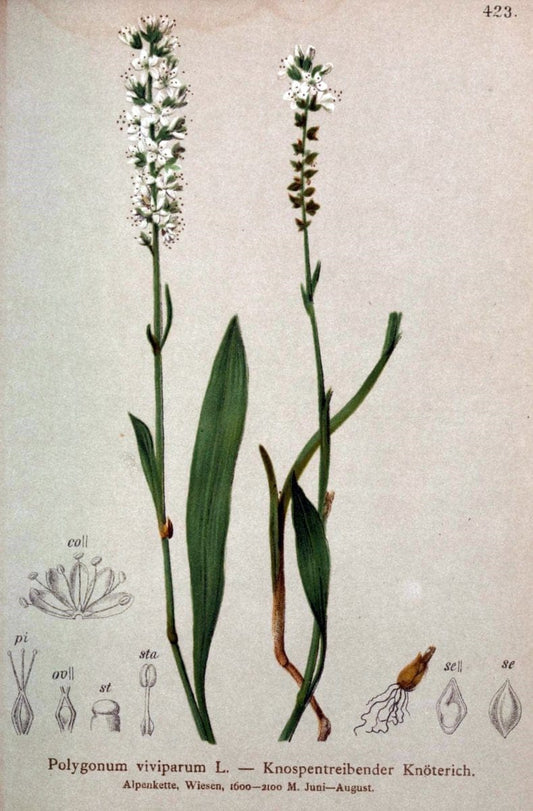Atlas der Alpenflora /.Wien :Eigenthum und Verlag des Deutschen und Oesterr. Alpenvereins,1882.  | Alps Atlases "Mountain plants"  | Vintage Print Reproduction 459415