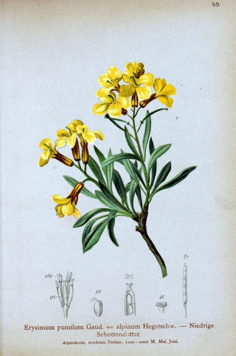 Atlas der Alpenflora. v.1.Wien :Eigenthum und Verlag des Deutschen und Oesterr. Alpenvereins,1882. |  | Vintage Print Reproduction 459417