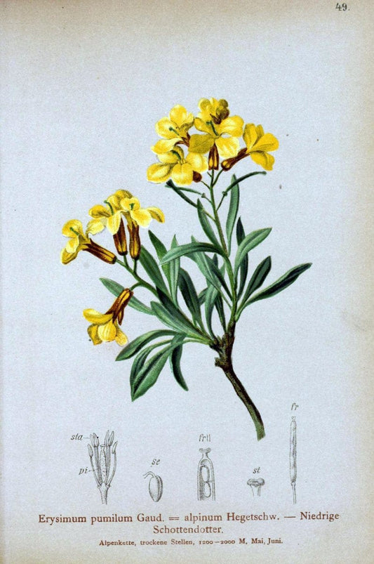 Atlas der Alpenflora. v.1.Wien :Eigenthum und Verlag des Deutschen und Oesterr. Alpenvereins,1882. |  | Vintage Print Reproduction 459417