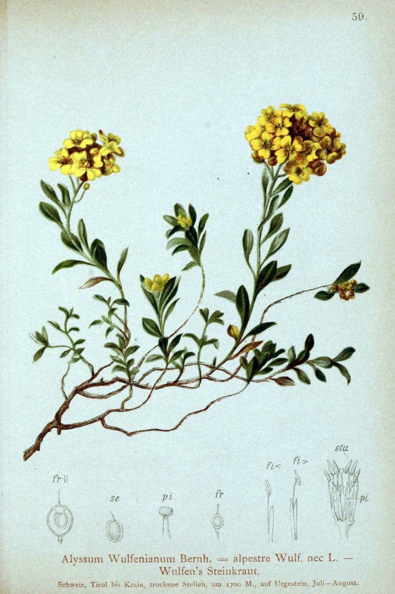 Atlas der Alpenflora. v.1.Wien :Eigenthum und Verlag des Deutschen und Oesterr. Alpenvereins,1882. |  | Vintage Print Reproduction 459418