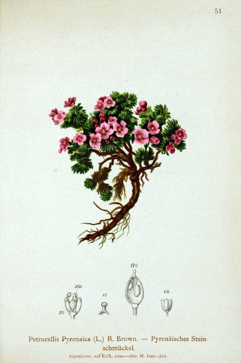 Atlas der Alpenflora. v.1.Wien :Eigenthum und Verlag des Deutschen und Oesterr. Alpenvereins,1882. |  | Vintage Print Reproduction 459419