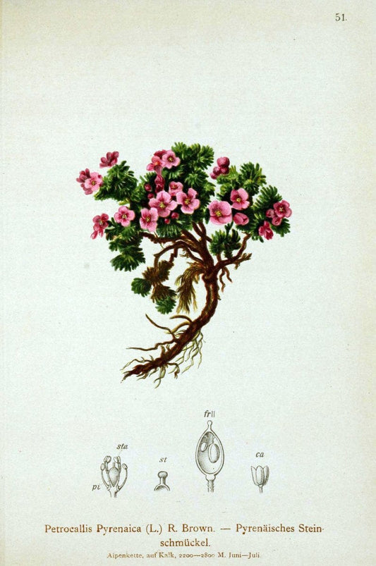 Atlas der Alpenflora. v.1.Wien :Eigenthum und Verlag des Deutschen und Oesterr. Alpenvereins,1882. |  | Vintage Print Reproduction 459419