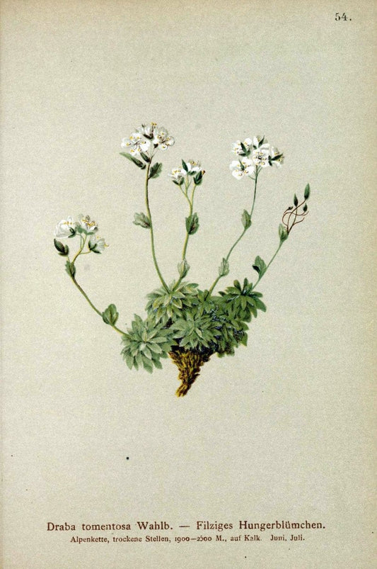 Atlas der Alpenflora. v.1.Wien :Eigenthum und Verlag des Deutschen und Oesterr. Alpenvereins,1882. |  | Vintage Print Reproduction 459423