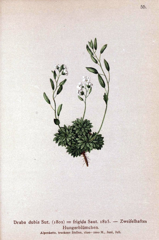 Atlas der Alpenflora. v.1.Wien :Eigenthum und Verlag des Deutschen und Oesterr. Alpenvereins,1882. |  | Vintage Print Reproduction 459424