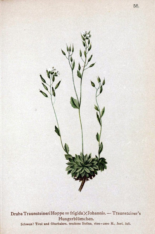 Atlas der Alpenflora. v.1.Wien :Eigenthum und Verlag des Deutschen und Oesterr. Alpenvereins,1882. |  | Vintage Print Reproduction 459427