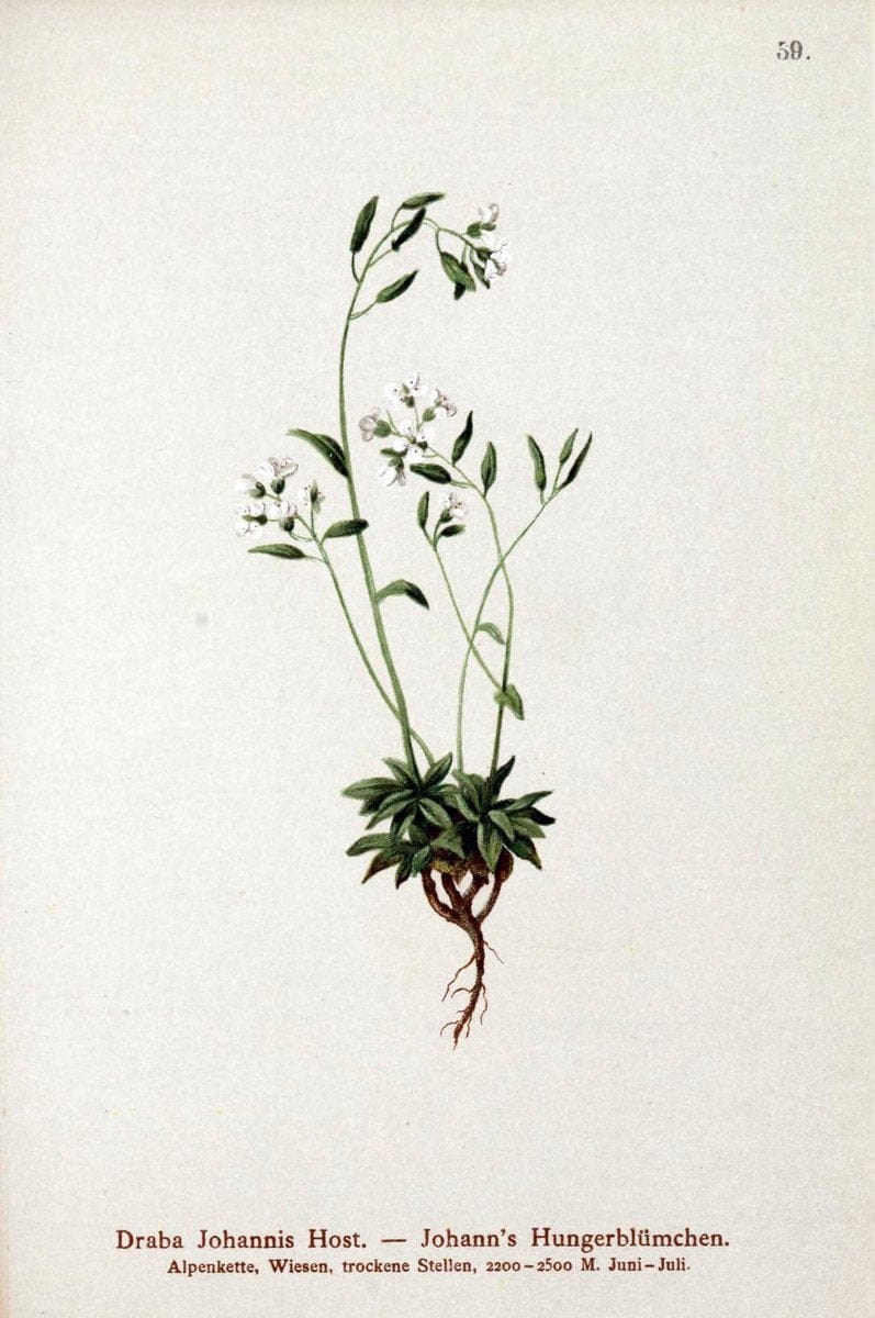 Atlas der Alpenflora. v.1.Wien :Eigenthum und Verlag des Deutschen und Oesterr. Alpenvereins,1882. |  | Vintage Print Reproduction 459428
