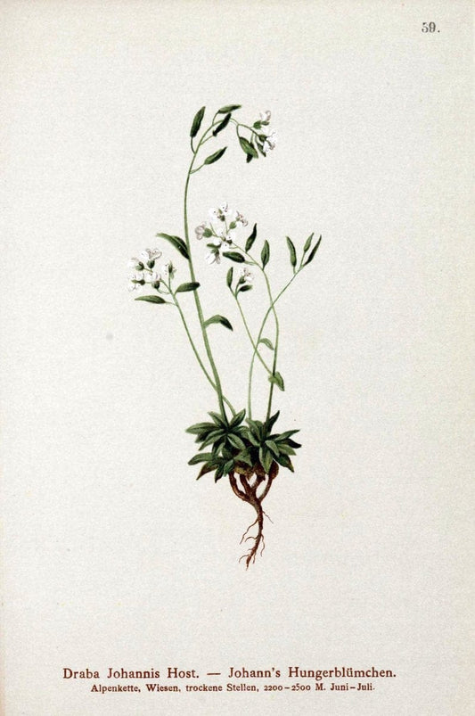 Atlas der Alpenflora. v.1.Wien :Eigenthum und Verlag des Deutschen und Oesterr. Alpenvereins,1882. |  | Vintage Print Reproduction 459428