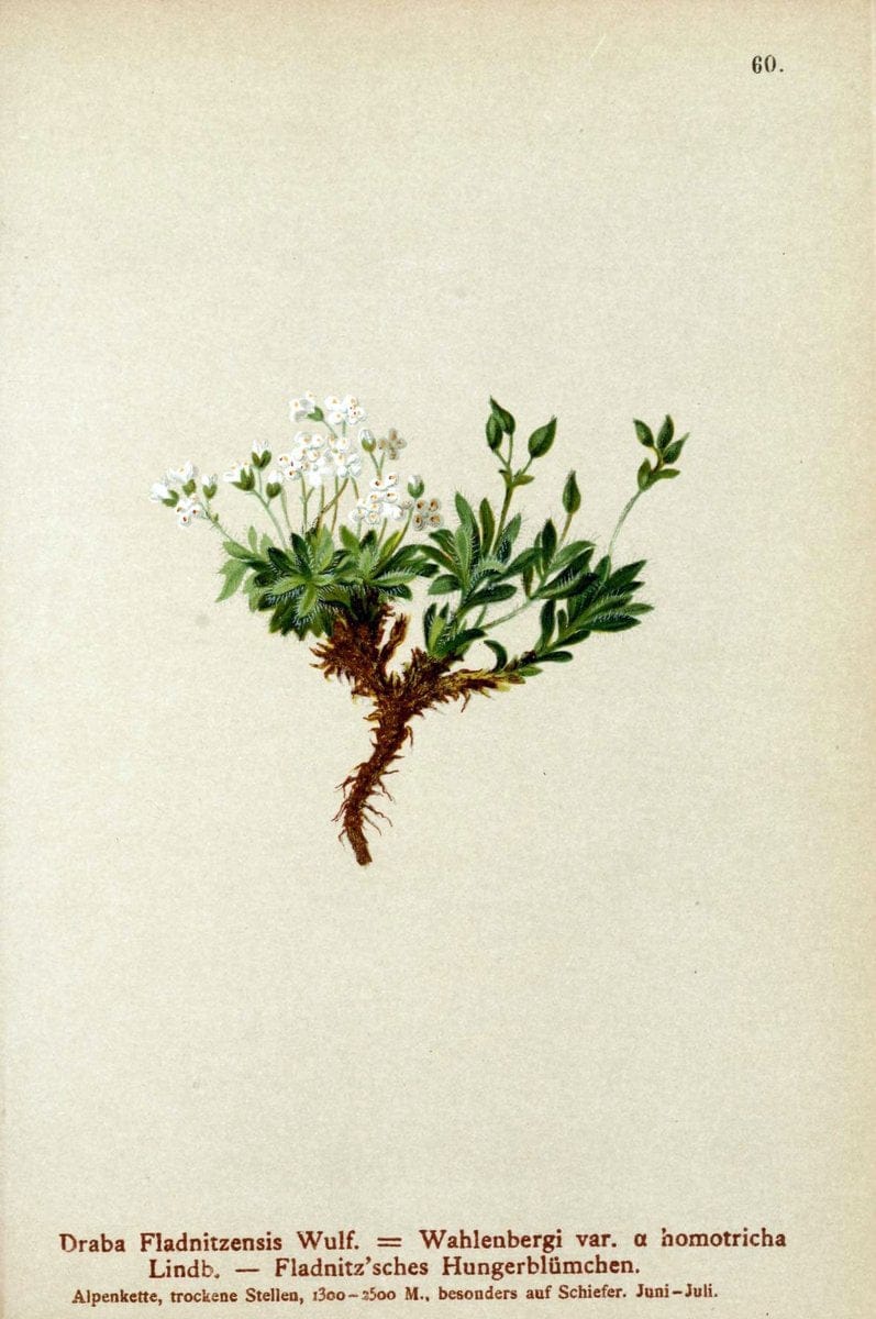 Atlas der Alpenflora. v.1.Wien :Eigenthum und Verlag des Deutschen und Oesterr. Alpenvereins,1882. |  | Vintage Print Reproduction 459429