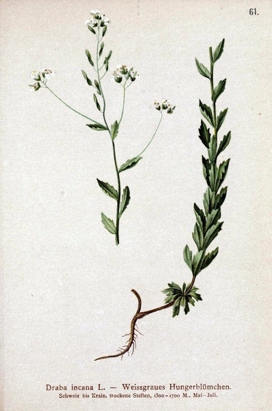 Atlas der Alpenflora. v.1.Wien :Eigenthum und Verlag des Deutschen und Oesterr. Alpenvereins,1882. |  | Vintage Print Reproduction 459430
