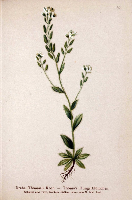 Atlas der Alpenflora. v.1.Wien :Eigenthum und Verlag des Deutschen und Oesterr. Alpenvereins,1882. |  | Vintage Print Reproduction 459431