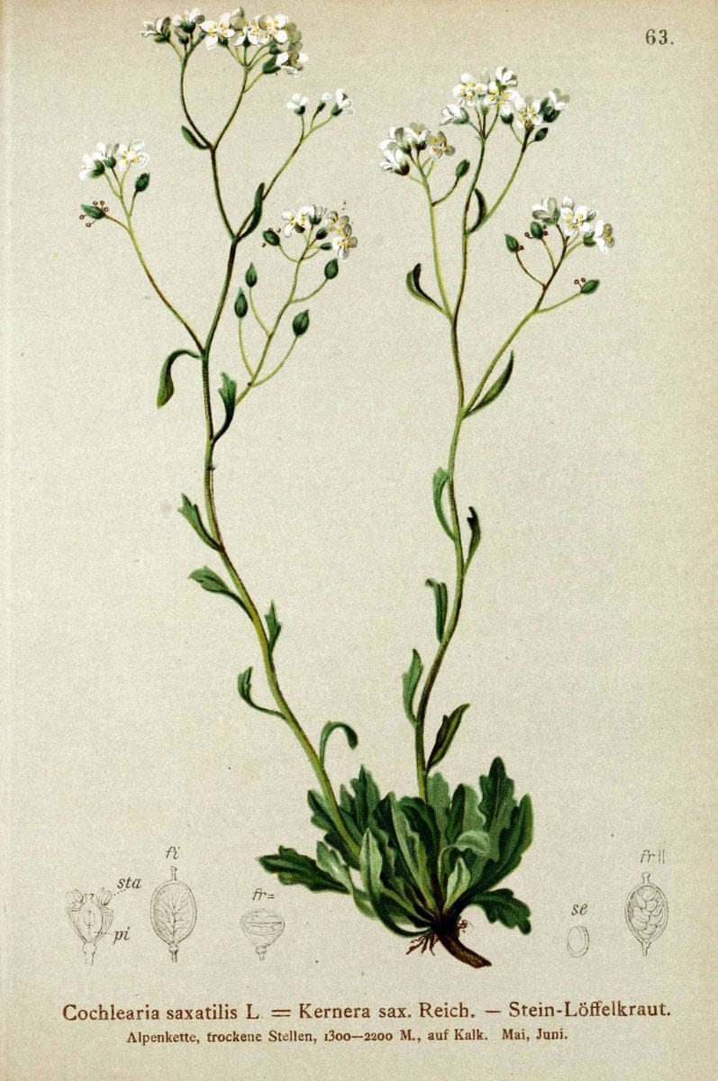 Atlas der Alpenflora. v.1.Wien :Eigenthum und Verlag des Deutschen und Oesterr. Alpenvereins,1882. |  | Vintage Print Reproduction 459432