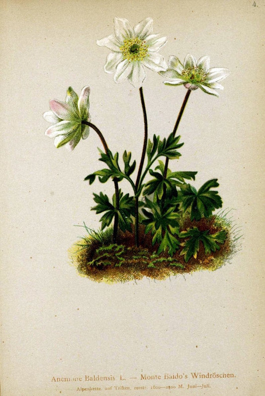 Atlas der Alpenflora. v.1.Wien :Eigenthum und Verlag des Deutschen und Oesterr. Alpenvereins,1882. |  | Vintage Print Reproduction 459433