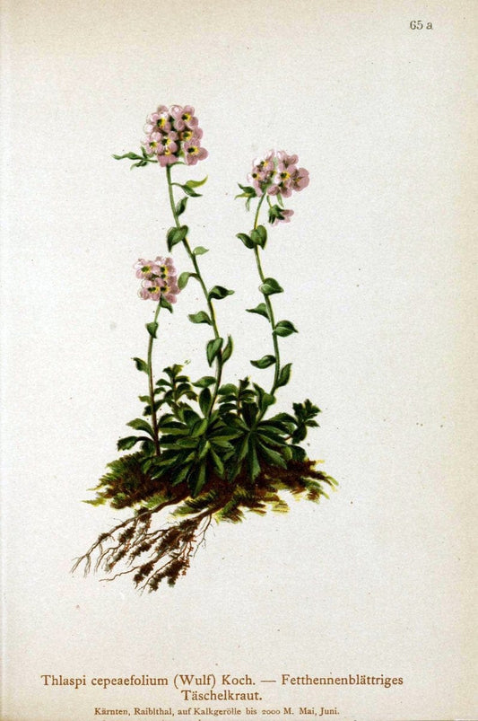Atlas der Alpenflora. v.1.Wien :Eigenthum und Verlag des Deutschen und Oesterr. Alpenvereins,1882. |  | Vintage Print Reproduction 459435