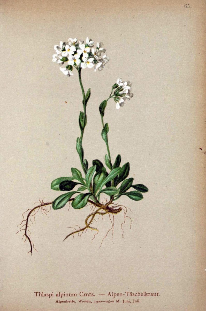 Atlas der Alpenflora. v.1.Wien :Eigenthum und Verlag des Deutschen und Oesterr. Alpenvereins,1882. |  | Vintage Print Reproduction 459436