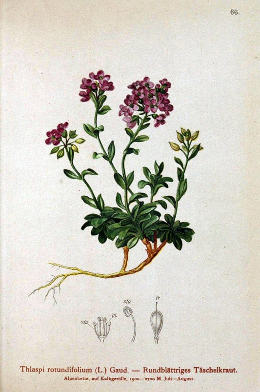Atlas der Alpenflora. v.1.Wien :Eigenthum und Verlag des Deutschen und Oesterr. Alpenvereins,1882. |  | Vintage Print Reproduction 459437