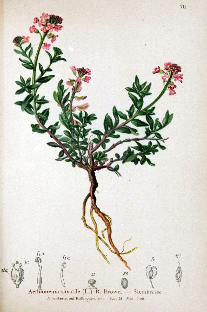 Atlas der Alpenflora. v.1.Wien :Eigenthum und Verlag des Deutschen und Oesterr. Alpenvereins,1882. |  | Vintage Print Reproduction 459441