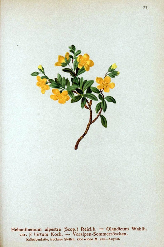 Atlas der Alpenflora. v.1.Wien :Eigenthum und Verlag des Deutschen und Oesterr. Alpenvereins,1882. |  | Vintage Print Reproduction 459442