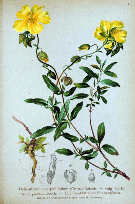 Atlas der Alpenflora. v.1.Wien :Eigenthum und Verlag des Deutschen und Oesterr. Alpenvereins,1882. |  | Vintage Print Reproduction 459443