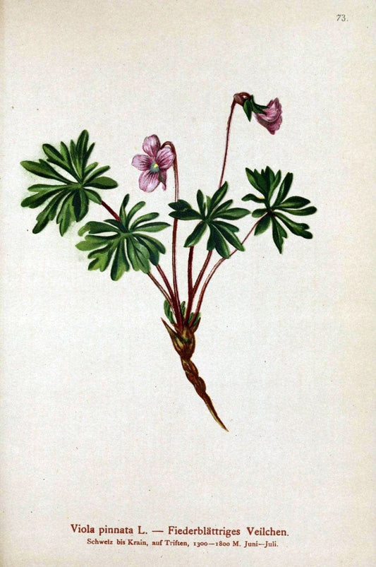 Atlas der Alpenflora. v.1.Wien :Eigenthum und Verlag des Deutschen und Oesterr. Alpenvereins,1882. |  | Vintage Print Reproduction 459445