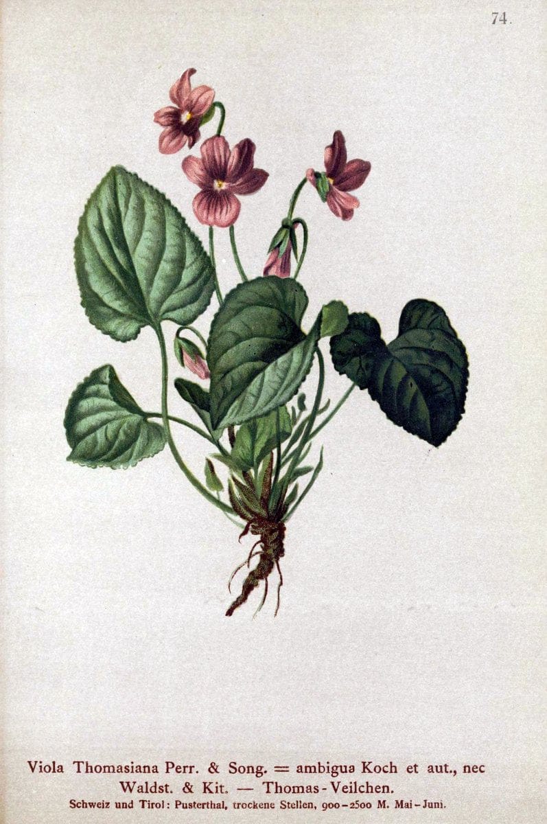 Atlas der Alpenflora. v.1.Wien :Eigenthum und Verlag des Deutschen und Oesterr. Alpenvereins,1882. |  | Vintage Print Reproduction 459446