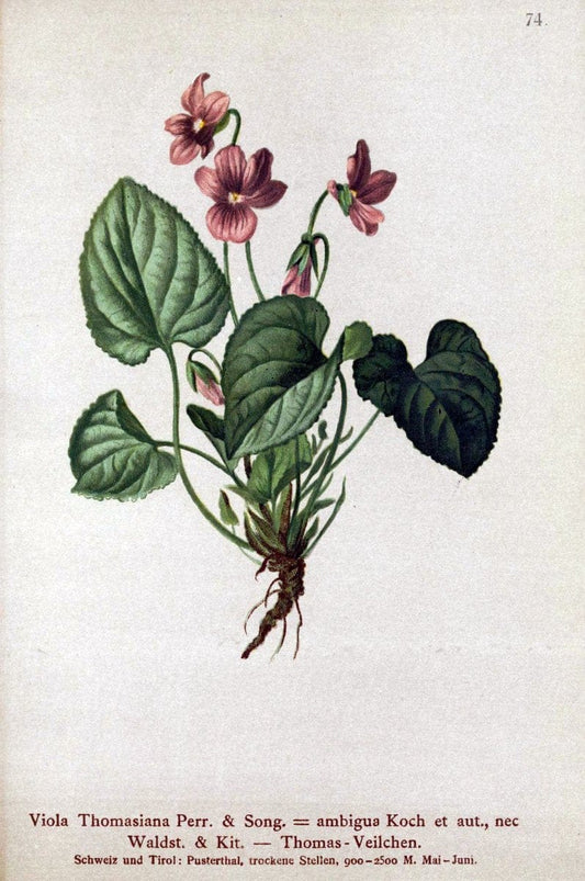 Atlas der Alpenflora. v.1.Wien :Eigenthum und Verlag des Deutschen und Oesterr. Alpenvereins,1882. |  | Vintage Print Reproduction 459446