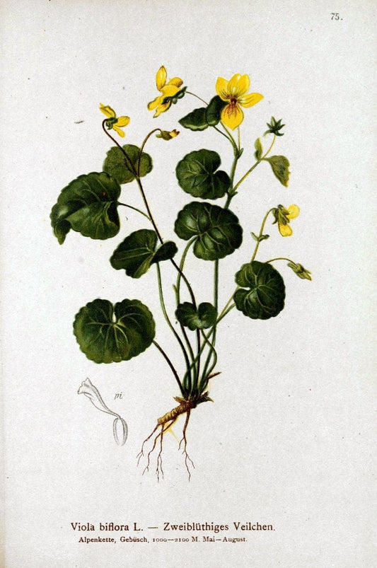 Atlas der Alpenflora. v.1.Wien :Eigenthum und Verlag des Deutschen und Oesterr. Alpenvereins,1882. |  | Vintage Print Reproduction 459447
