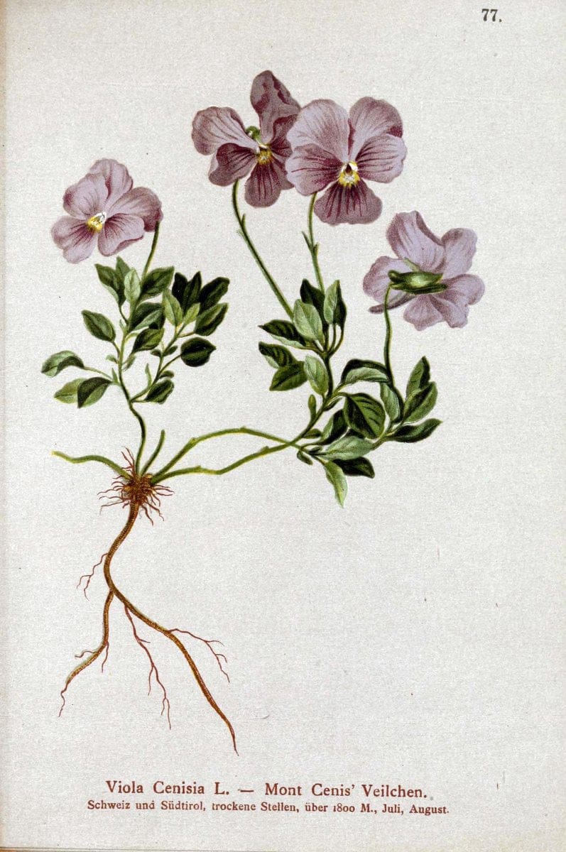 Atlas der Alpenflora. v.1.Wien :Eigenthum und Verlag des Deutschen und Oesterr. Alpenvereins,1882. |  | Vintage Print Reproduction 459449