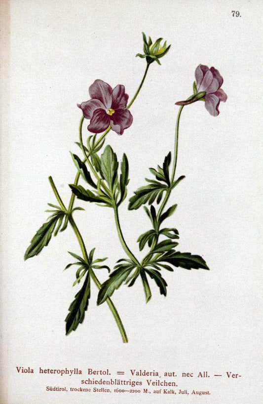 Atlas der Alpenflora. v.1.Wien :Eigenthum und Verlag des Deutschen und Oesterr. Alpenvereins,1882. |  | Vintage Print Reproduction 459451