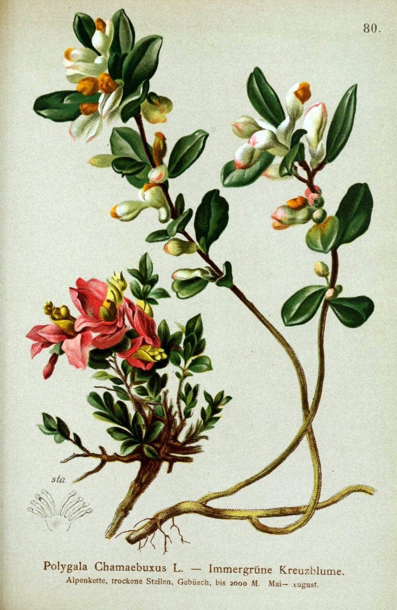 Atlas der Alpenflora. v.1.Wien :Eigenthum und Verlag des Deutschen und Oesterr. Alpenvereins,1882. |  | Vintage Print Reproduction 459452
