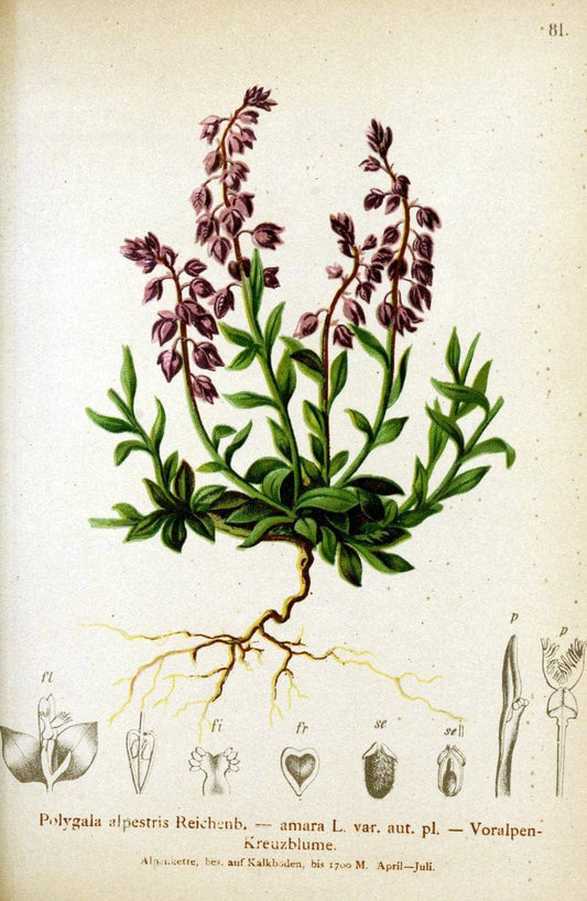 Atlas der Alpenflora. v.1.Wien :Eigenthum und Verlag des Deutschen und Oesterr. Alpenvereins,1882. |  | Vintage Print Reproduction 459453
