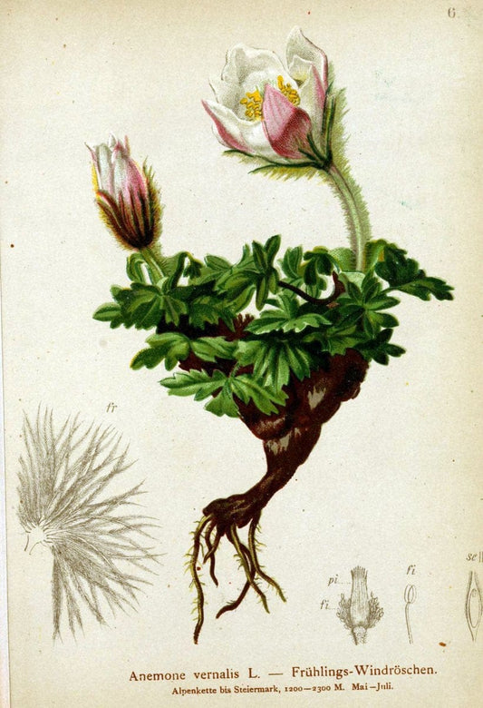 Atlas der Alpenflora. v.1.Wien :Eigenthum und Verlag des Deutschen und Oesterr. Alpenvereins,1882. |  | Vintage Print Reproduction 459455
