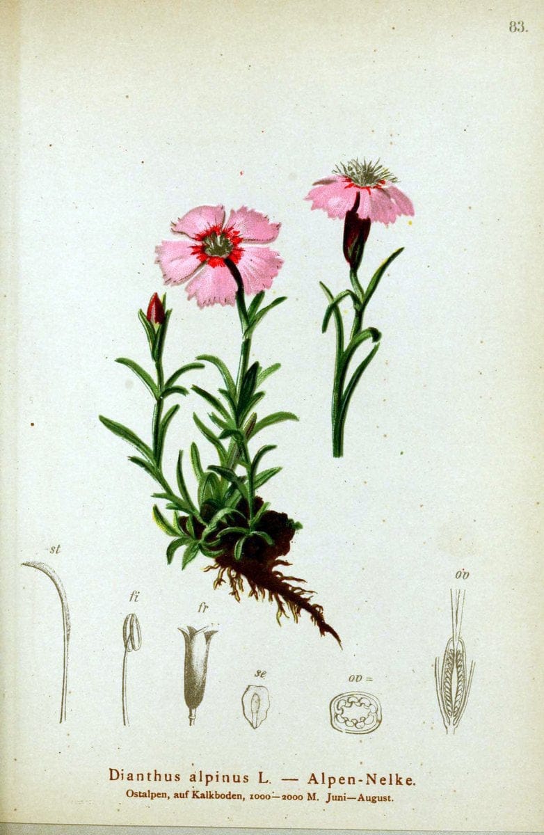 Dragable Image