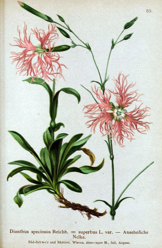 Atlas der Alpenflora. v.1.Wien :Eigenthum und Verlag des Deutschen und Oesterr. Alpenvereins,1882. |  | Vintage Print Reproduction 459458