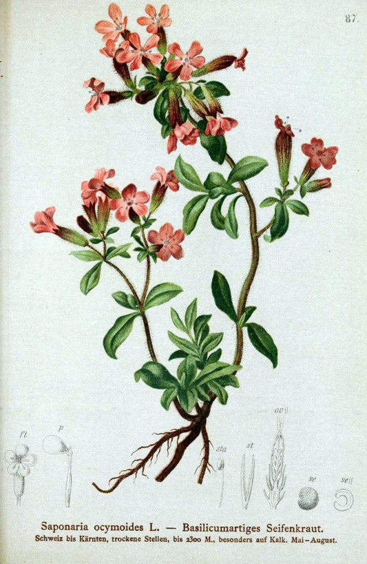 Atlas der Alpenflora. v.1.Wien :Eigenthum und Verlag des Deutschen und Oesterr. Alpenvereins,1882. |  | Vintage Print Reproduction 459460