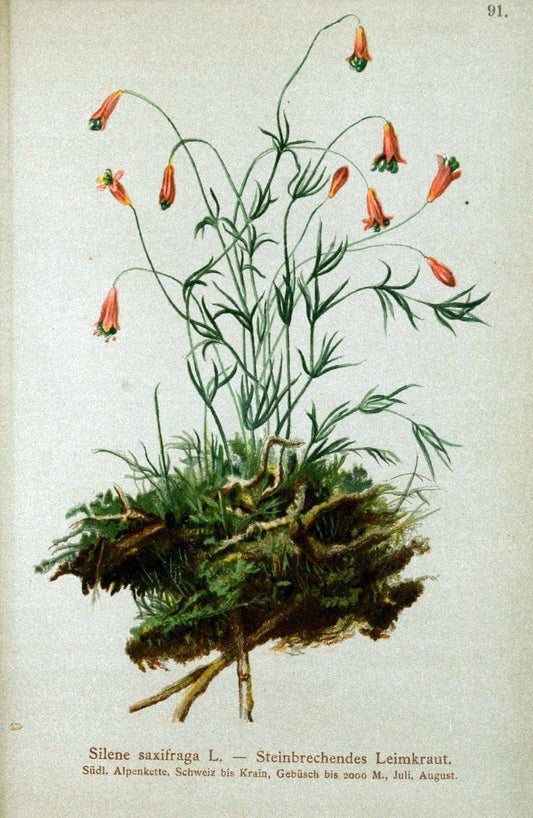 Atlas der Alpenflora. v.1.Wien :Eigenthum und Verlag des Deutschen und Oesterr. Alpenvereins,1882. |  | Vintage Print Reproduction 459463