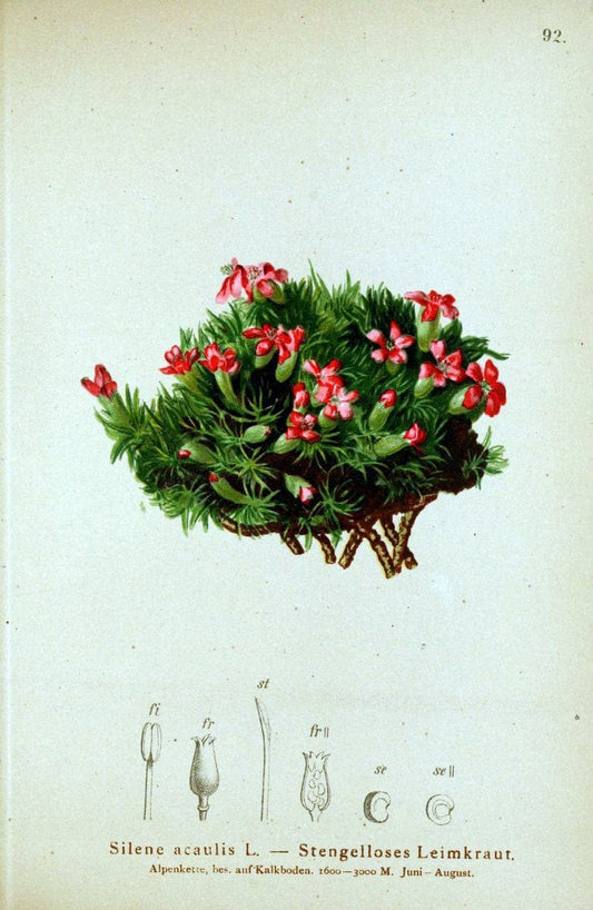 Atlas der Alpenflora. v.1.Wien :Eigenthum und Verlag des Deutschen und Oesterr. Alpenvereins,1882. |  | Vintage Print Reproduction 459464