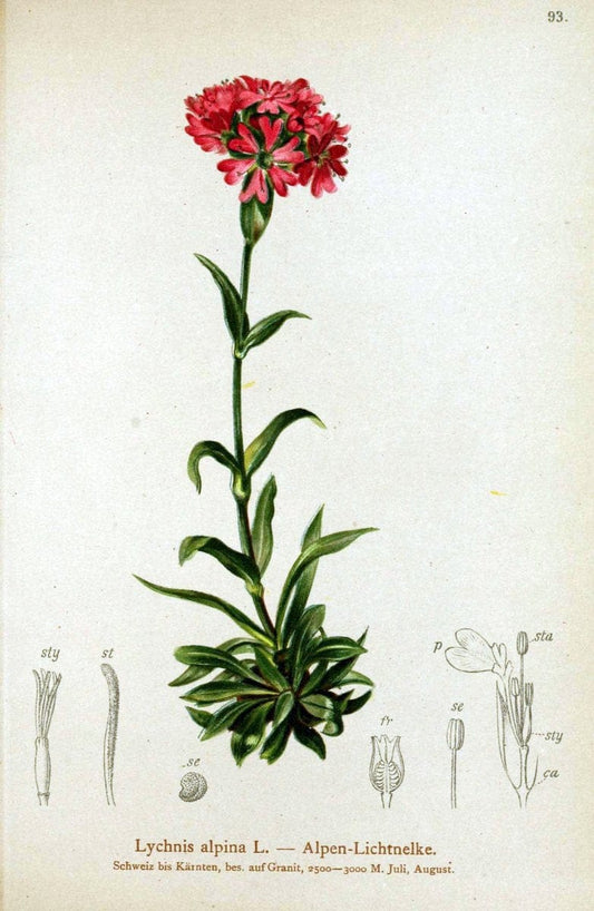 Atlas der Alpenflora. v.1.Wien :Eigenthum und Verlag des Deutschen und Oesterr. Alpenvereins,1882. |  | Vintage Print Reproduction 459465
