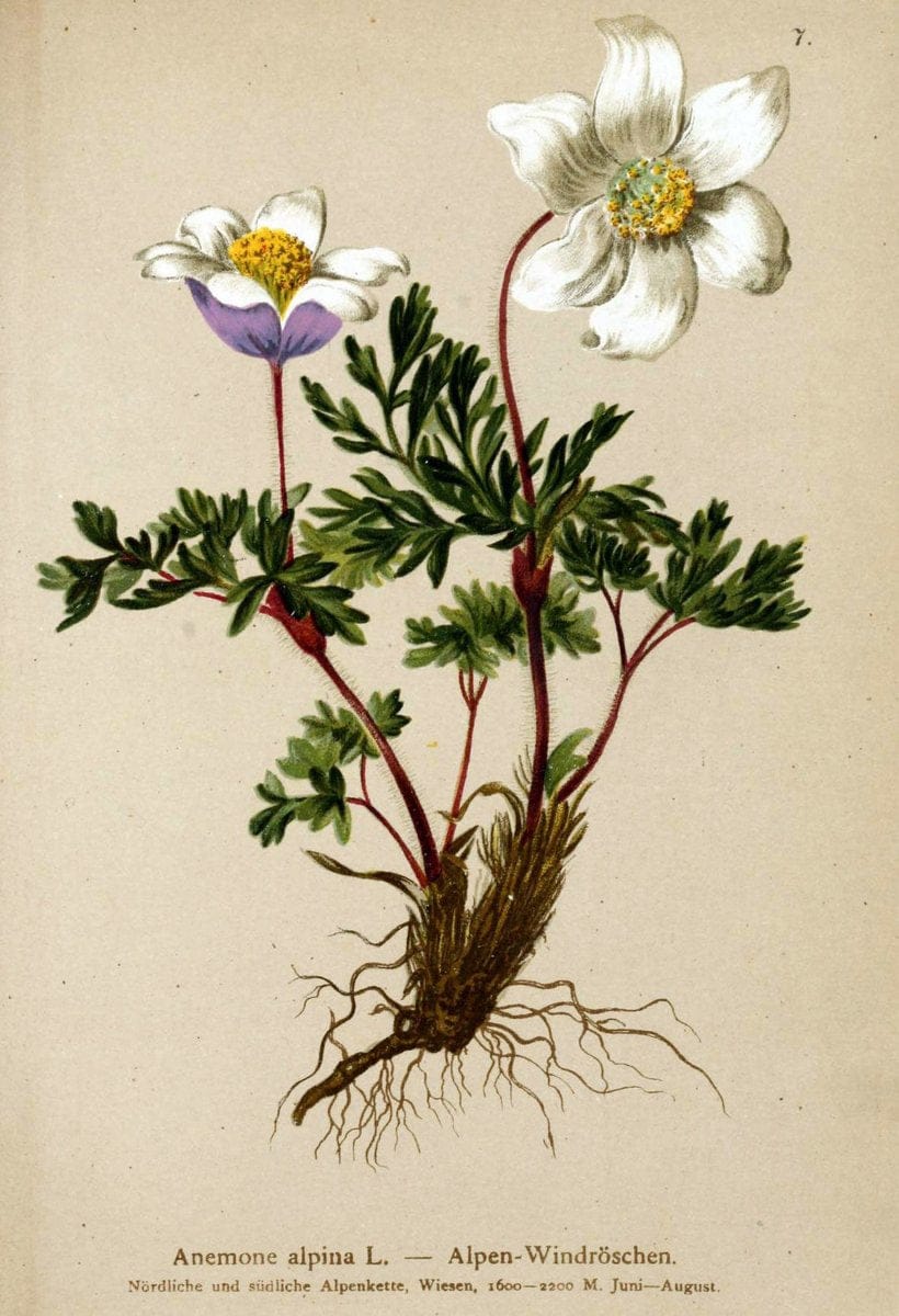 Atlas der Alpenflora. v.1.Wien :Eigenthum und Verlag des Deutschen und Oesterr. Alpenvereins,1882. |  | Vintage Print Reproduction 459466