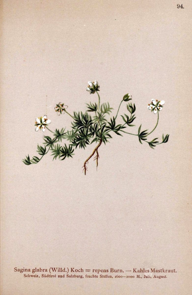 Atlas der Alpenflora. v.1.Wien :Eigenthum und Verlag des Deutschen und Oesterr. Alpenvereins,1882. |  | Vintage Print Reproduction 459467