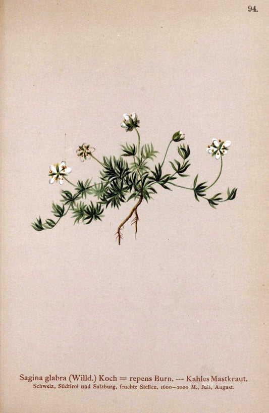 Atlas der Alpenflora. v.1.Wien :Eigenthum und Verlag des Deutschen und Oesterr. Alpenvereins,1882. |  | Vintage Print Reproduction 459467