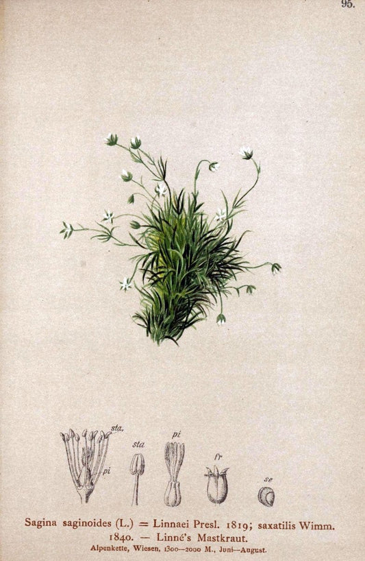 Atlas der Alpenflora. v.1.Wien :Eigenthum und Verlag des Deutschen und Oesterr. Alpenvereins,1882. |  | Vintage Print Reproduction 459468