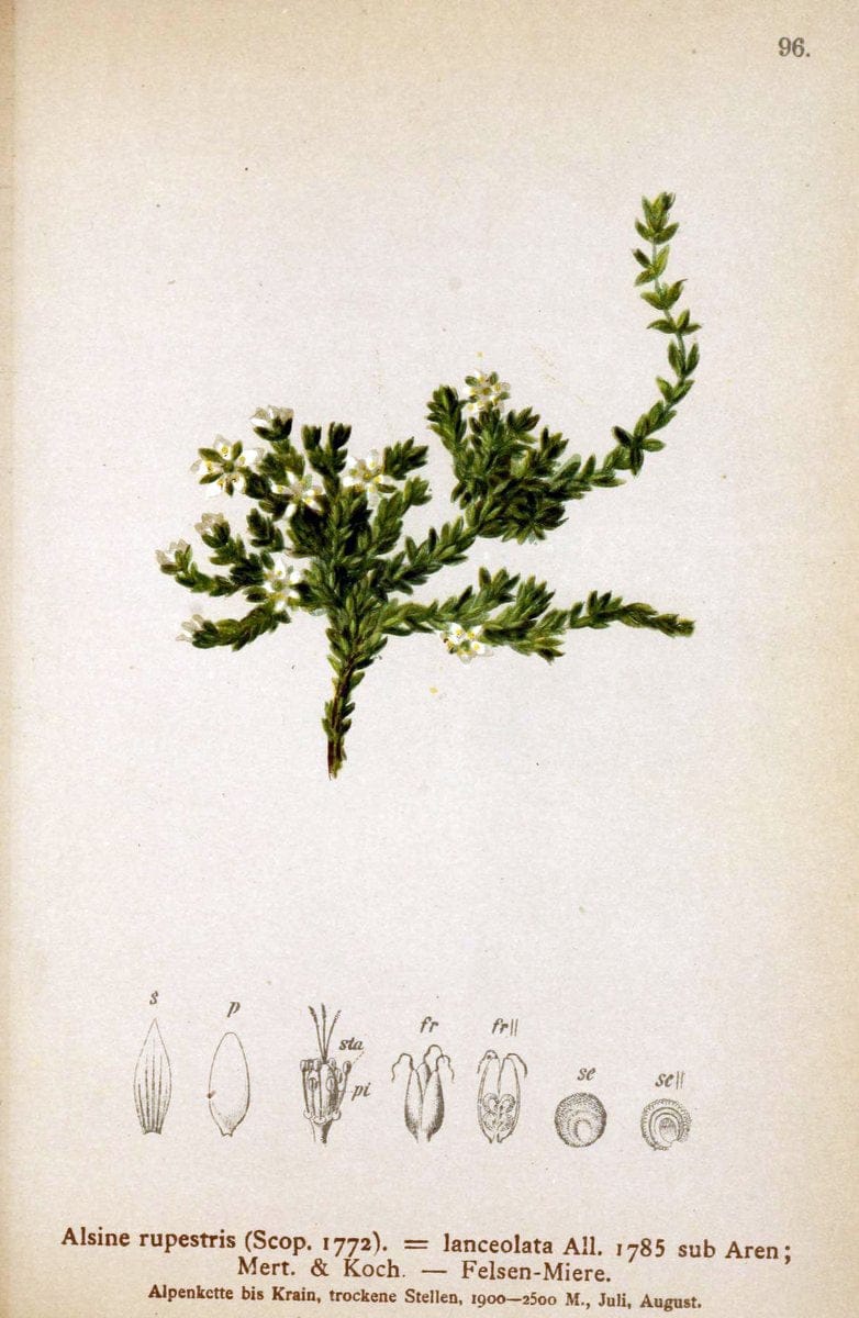 Atlas der Alpenflora. v.1.Wien :Eigenthum und Verlag des Deutschen und Oesterr. Alpenvereins,1882. |  | Vintage Print Reproduction 459469