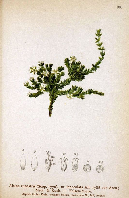 Atlas der Alpenflora. v.1.Wien :Eigenthum und Verlag des Deutschen und Oesterr. Alpenvereins,1882. |  | Vintage Print Reproduction 459469