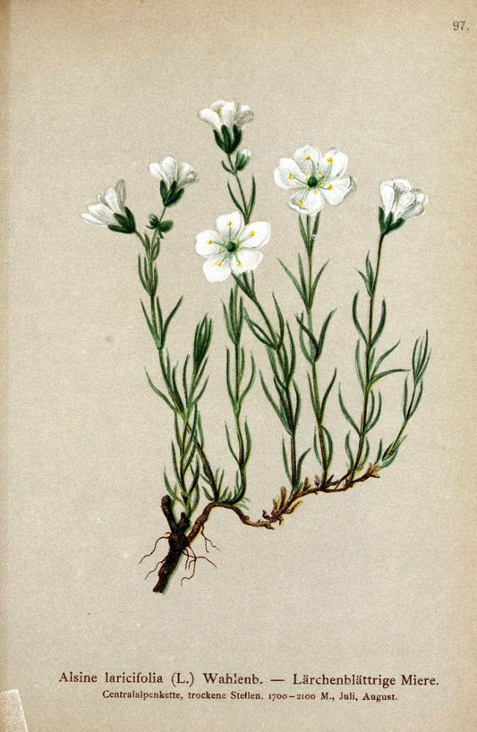 Atlas der Alpenflora. v.1.Wien :Eigenthum und Verlag des Deutschen und Oesterr. Alpenvereins,1882. |  | Vintage Print Reproduction 459470