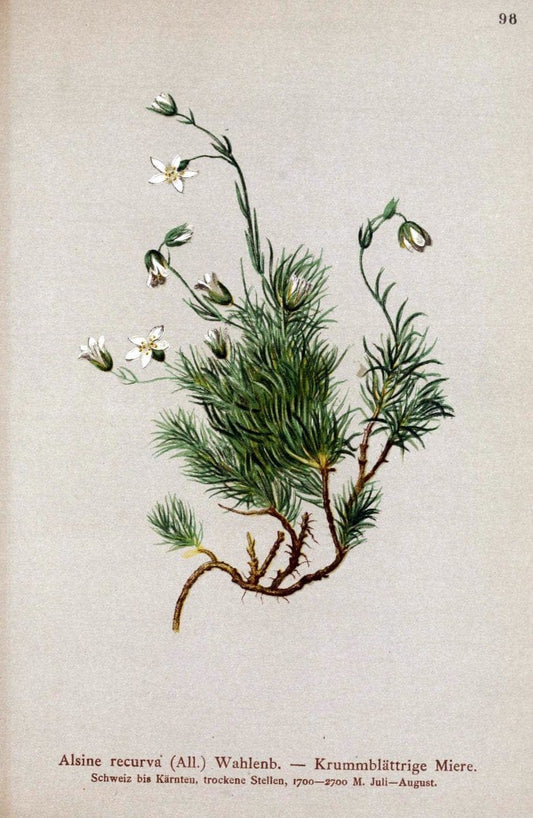 Atlas der Alpenflora. v.1.Wien :Eigenthum und Verlag des Deutschen und Oesterr. Alpenvereins,1882. |  | Vintage Print Reproduction 459471