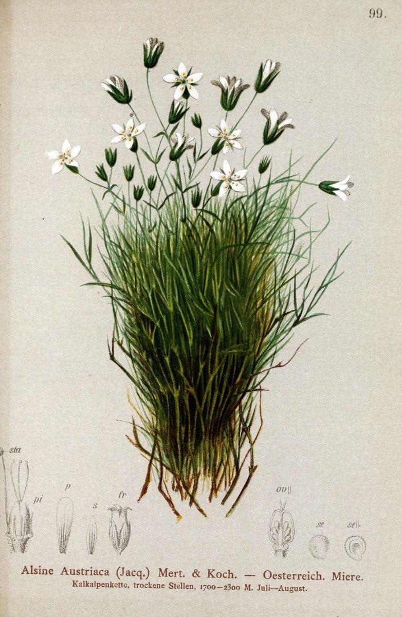 Atlas der Alpenflora. v.1.Wien :Eigenthum und Verlag des Deutschen und Oesterr. Alpenvereins,1882. |  | Vintage Print Reproduction 459472