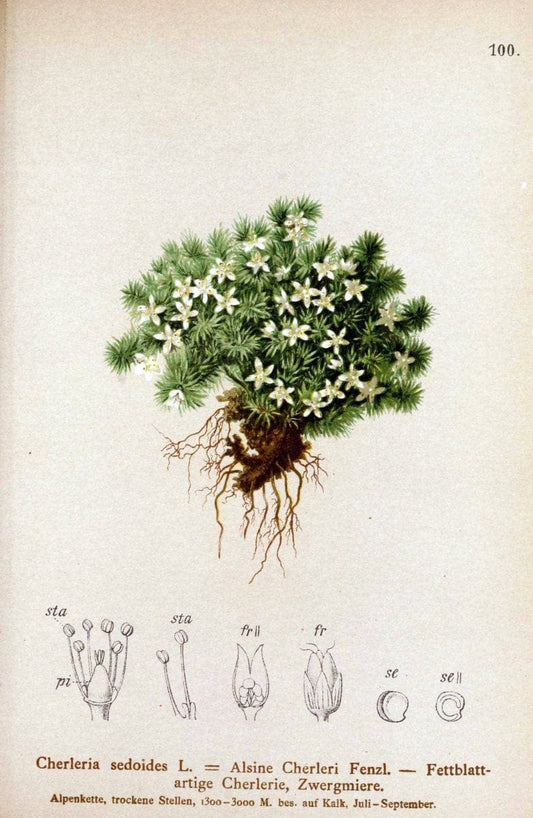 Atlas der Alpenflora. v.1.Wien :Eigenthum und Verlag des Deutschen und Oesterr. Alpenvereins,1882. |  | Vintage Print Reproduction 459473