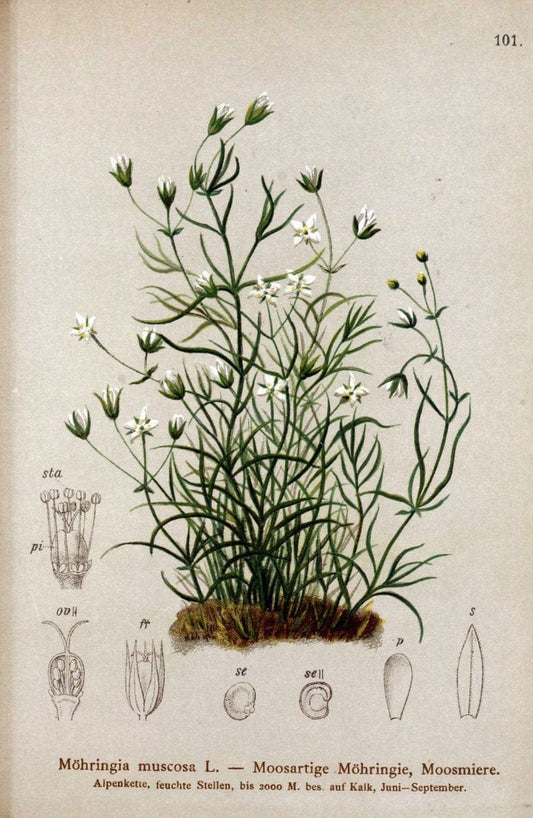 Atlas der Alpenflora. v.1.Wien :Eigenthum und Verlag des Deutschen und Oesterr. Alpenvereins,1882. |  | Vintage Print Reproduction 459475