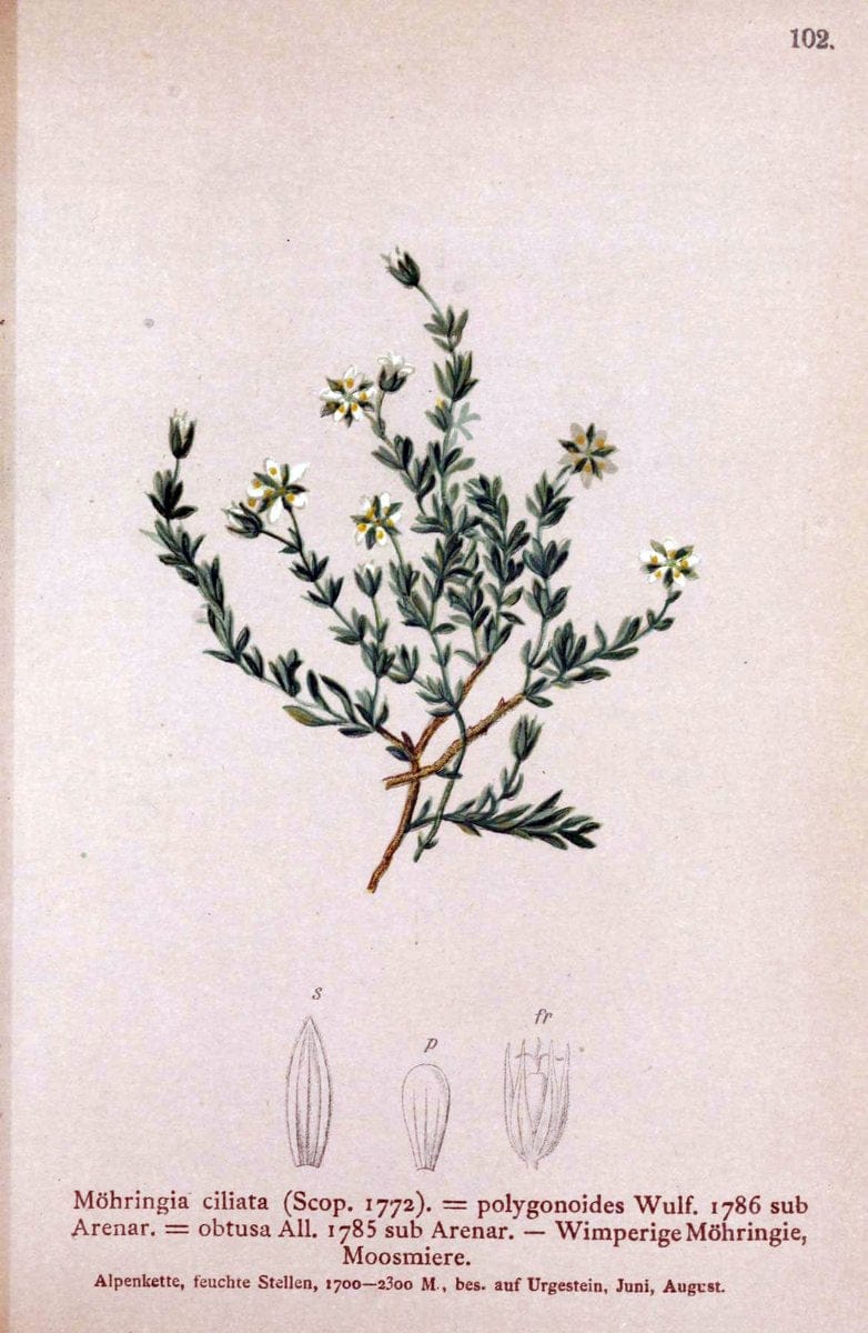 Atlas der Alpenflora. v.1.Wien :Eigenthum und Verlag des Deutschen und Oesterr. Alpenvereins,1882. |  | Vintage Print Reproduction 459476